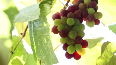 Grapes On The Vine slow motion Stock Footage 113761216