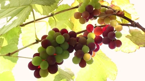 Grapes On The Vine slow motion Stock Footage 113761229