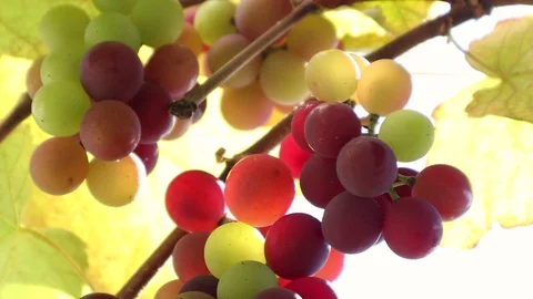 Grapes On The Vine slow motion Stock Footage 113761269