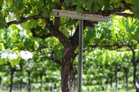 Grapes on the vine in spring Stock-Fotos