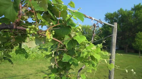 Grapes on the vine in summer Vídeo Stock 160055567