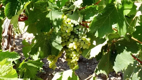 Grapes on Vine White Video stock 84088844