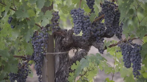 Grapes on vines panning left to right 스톡 동영상 56663051
