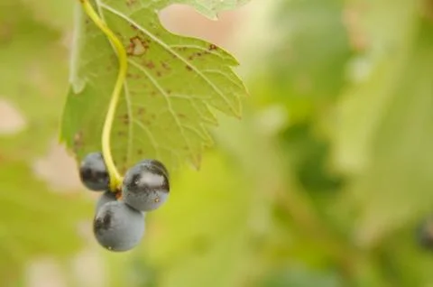 Grapes &amp; Vines Stock Photos
