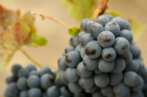 Grapes &amp; Vines Stock Photos