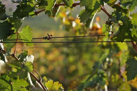 Grapes &amp; Vines Stock Photos