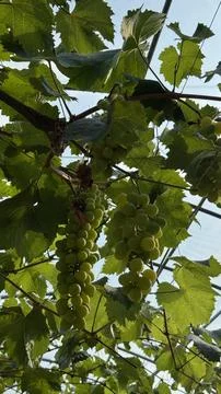 Grapes, vines Stock Photos