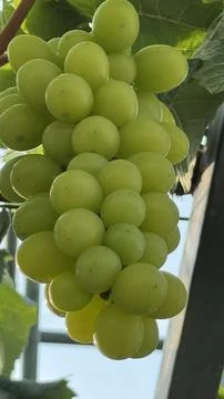 Grapes, vines Stock Photos