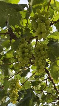 Grapes, vines Stock Photos