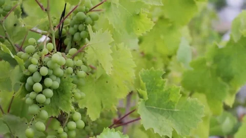 Grapes vines plants leaf Video stock 98676863