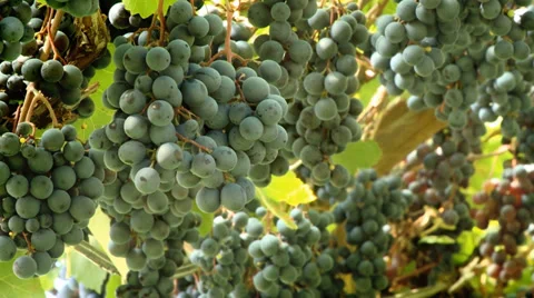 Grapes Vineyard-09 Video stock 35346239