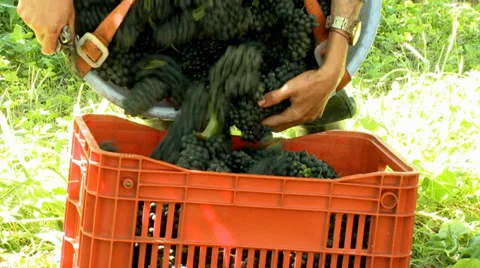 Grapes Vineyard-13 Video stock 35398313