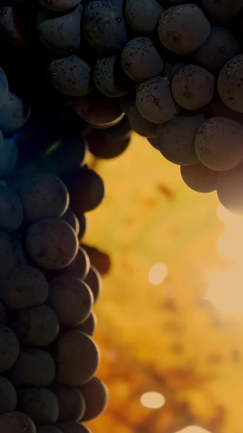Grapes in the vineyard. close-up of ripening clusters of sweet red grapes on 스톡 동영상 315219567