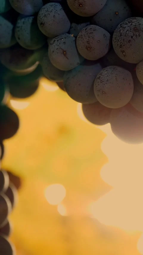 Grapes in the vineyard. close-up of ripening clusters of sweet red grapes on Stock Footage 315449423