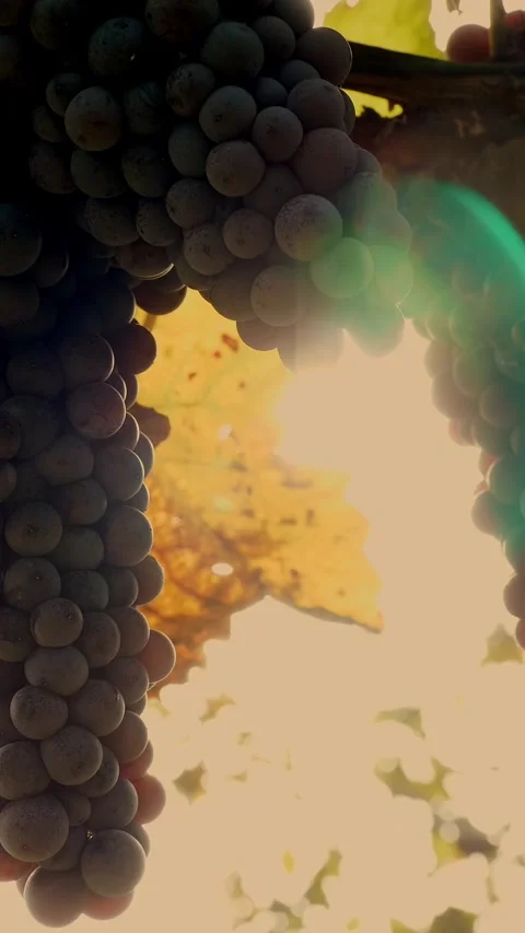 Grapes in the vineyard. close-up of ripening clusters of sweet red grapes on Stock Footage 317440507