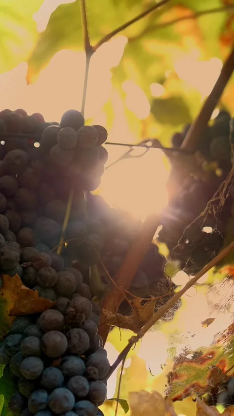 Grapes in the vineyard. close-up of ripening clusters of sweet red grapes on Stock Footage 318727069