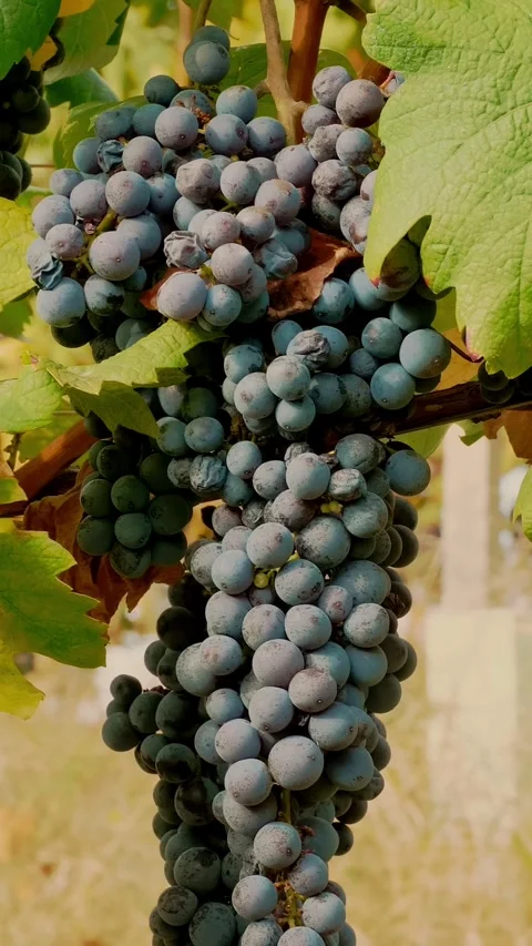 Grapes in the vineyard. close-up of ripening clusters of sweet red grapes on Stock Footage 321014568