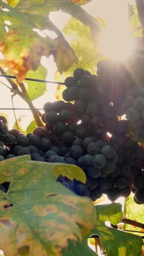 Grapes in the vineyard. close-up of ripening clusters of sweet red grapes on Stock-Footage 323093285