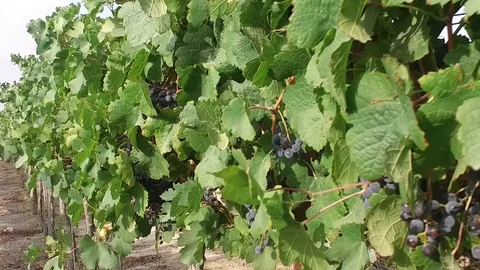 Grapes in vineyard in the desert Stock Footage 91902040
