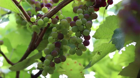 Grapes, vineyard Vídeo Stock 31042044