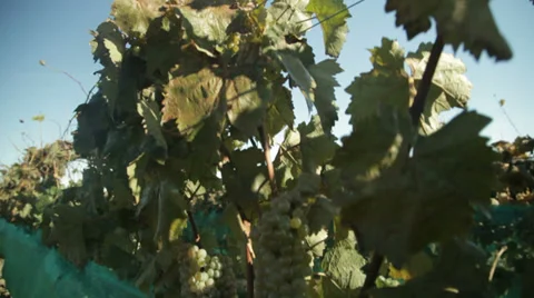 Grapes in a vineyard Vídeo Stock 34283187