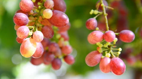 Grapes in the vineyard. Stock Footage 45145921