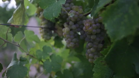 Grapes in a Vineyard 스톡 동영상 48048219