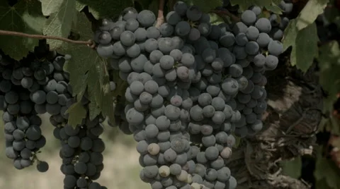Grapes at a vineyard Stock Footage 57770076