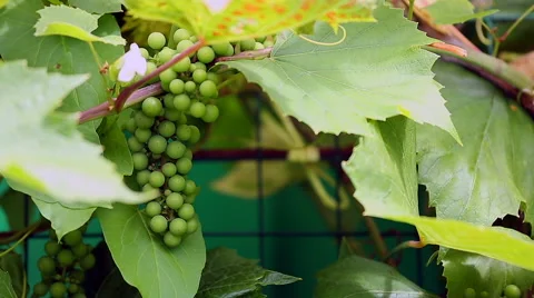 The grapes in the vineyard Stock Footage 67575565