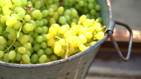 Grapes vineyard Stock Footage 104884347