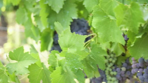 Grapes in a vineyard. Stock-Footage 214848567