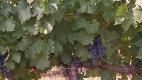 Grapes in a vineyard. Stock-Footage 219056345