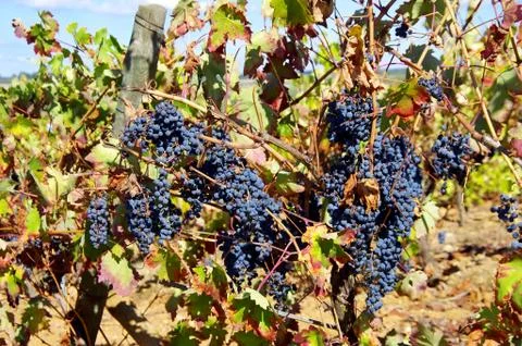 Grapes on vineyard Stock Photos