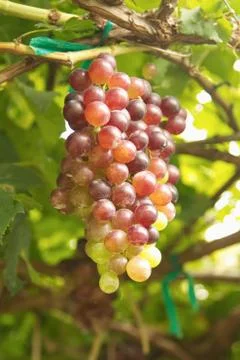 Grapes in vineyard Stock Photos