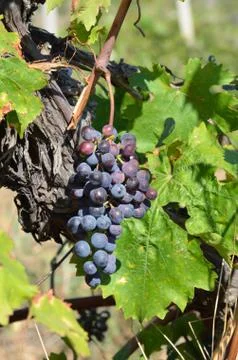 Grapes in vineyard Foto stock