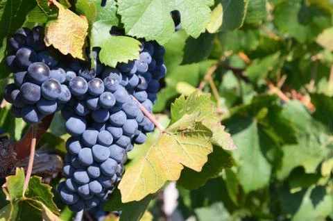 Grapes in vineyard Foto stock
