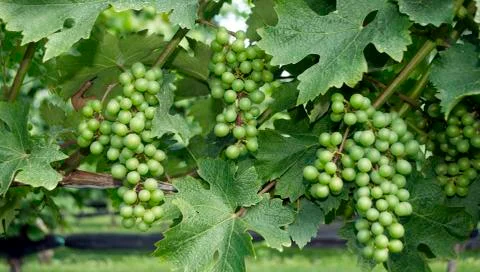 Grapes, vineyard Stock-Fotos
