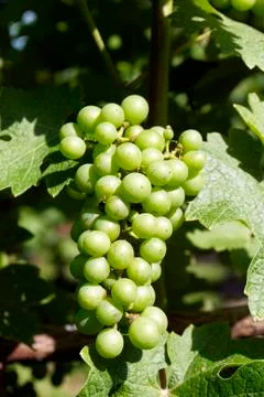 Grapes, vineyard Stock Photos