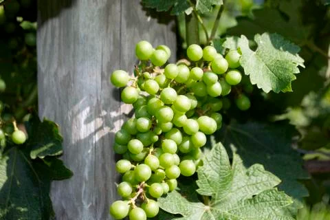 Grapes, vineyard Foto stock