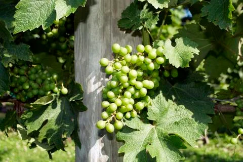 Grapes, vineyard Stock Photos