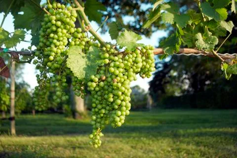 Grapes, vineyard Stock Photos