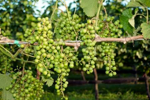 Grapes, vineyard Stock Photos