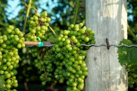 Grapes, vineyard Stock Photos