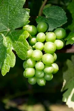 Grapes, vineyard Foto stock