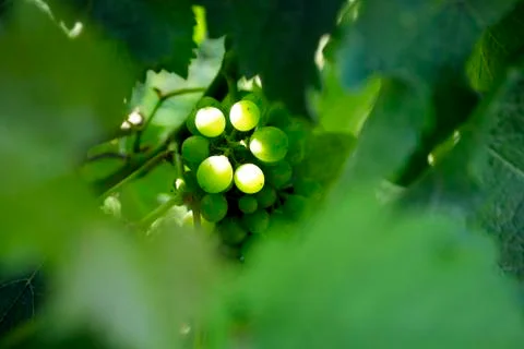 Grapes, vineyard Foto stock