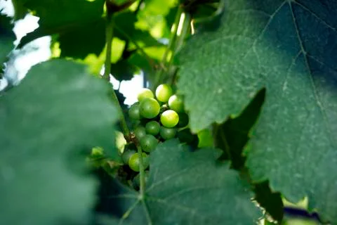 Grapes, vineyard Stock Photos