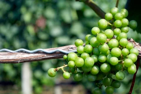 Grapes, vineyard Stock Photos