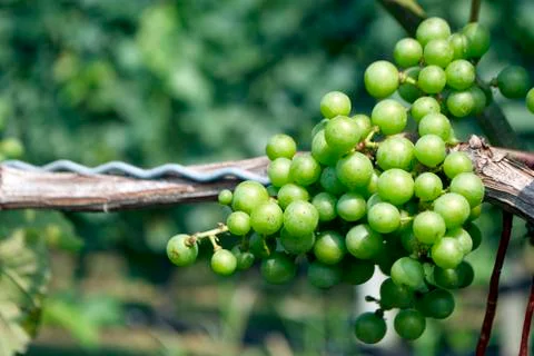 Grapes, vineyard Stock Photos