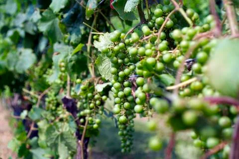 Grapes, vineyard Foto stock