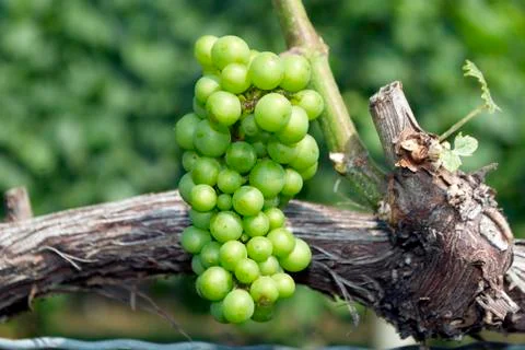 Grapes, vineyard Stock Photos
